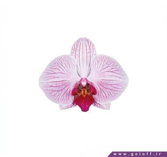 گل ارکیده فالانوپسیس شانگهای - Phalaenopsis Orchid | گل آف